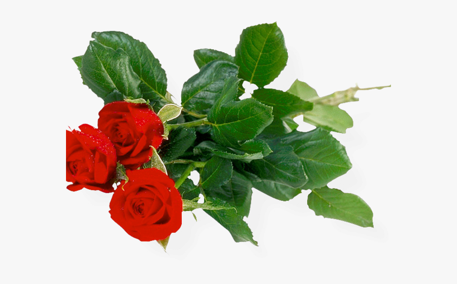 Rose Bush Clipart Anime Rose - Bunch Of Roses Transparent Background, Transparent Clipart