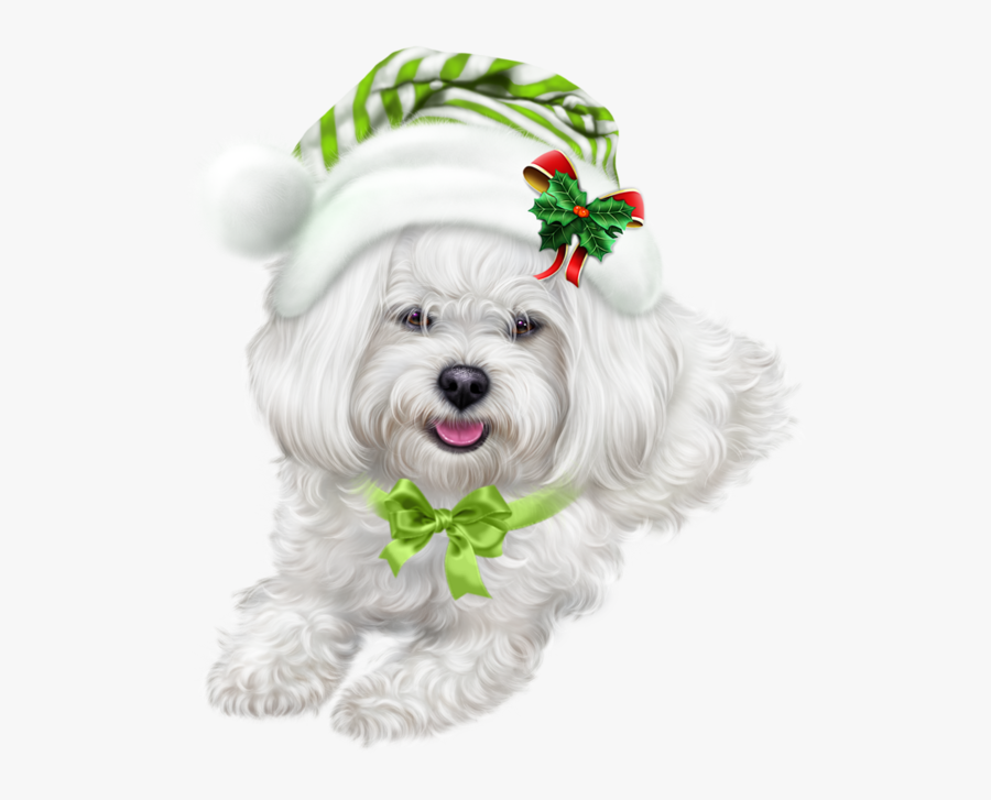 Maltese Dog Free, Transparent Clipart