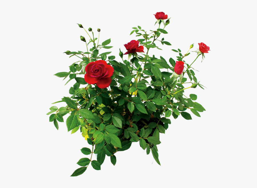Rose Flower Rose- - Transparent Flower Bush Png, Transparent Clipart