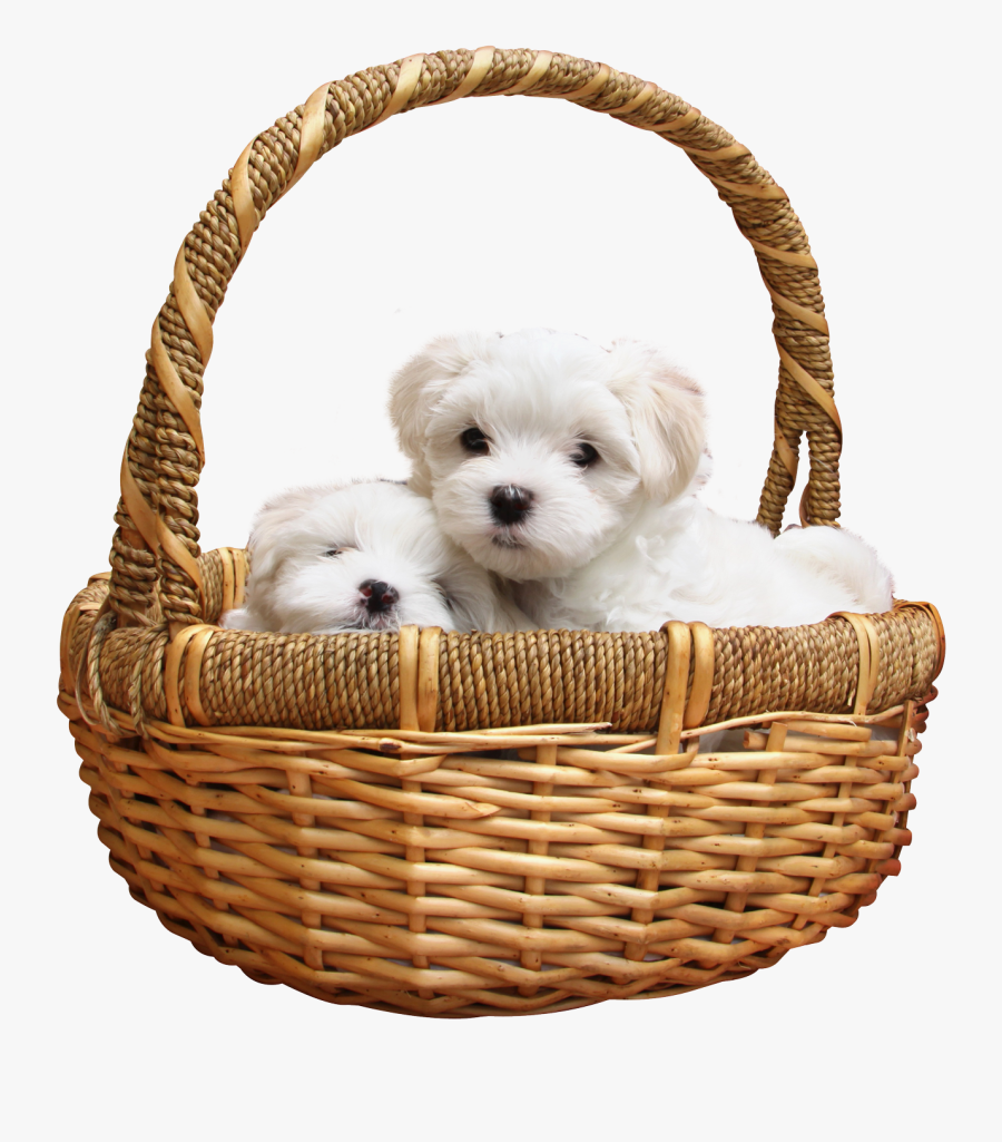 Puppy Png, Transparent Clipart