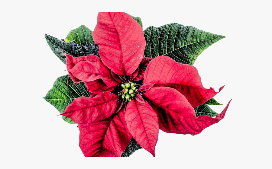 Transparent Poinsettia Clipart - Poinsettia, Transparent Clipart