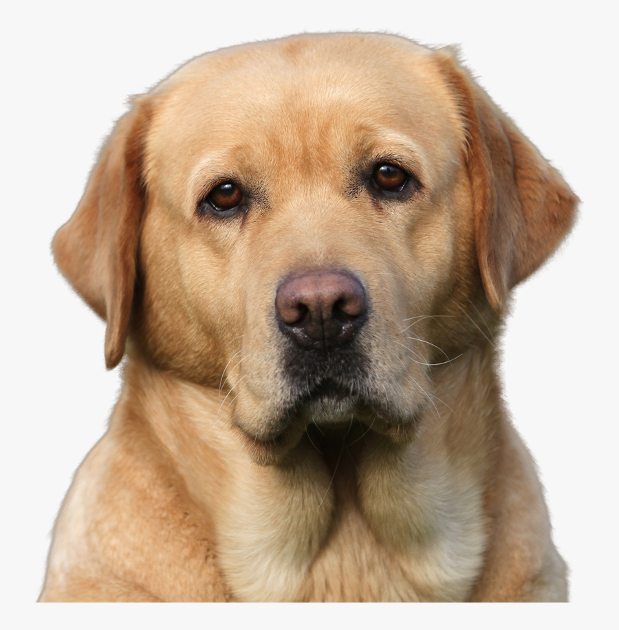 Apple Head Labrador, Transparent Clipart