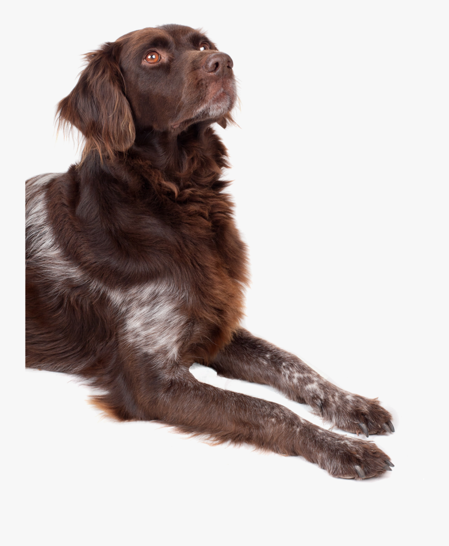 Png Bilder, Looking Up, Pets, Pet Dogs, Labrador Retriever, - Dog Looking Up Png, Transparent Clipart