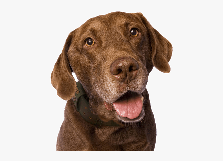 Clip Art Labrador Retriever Puppies Dogs - Dog Yawns, Transparent Clipart