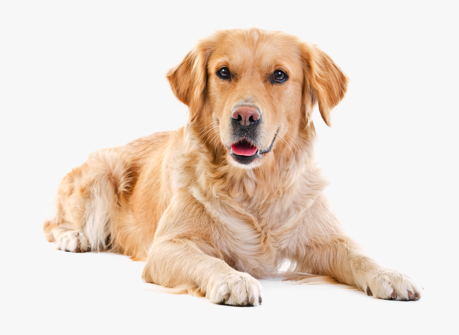 Pets Clipart Golden Retriever Puppy - Labrador Png, Transparent Clipart
