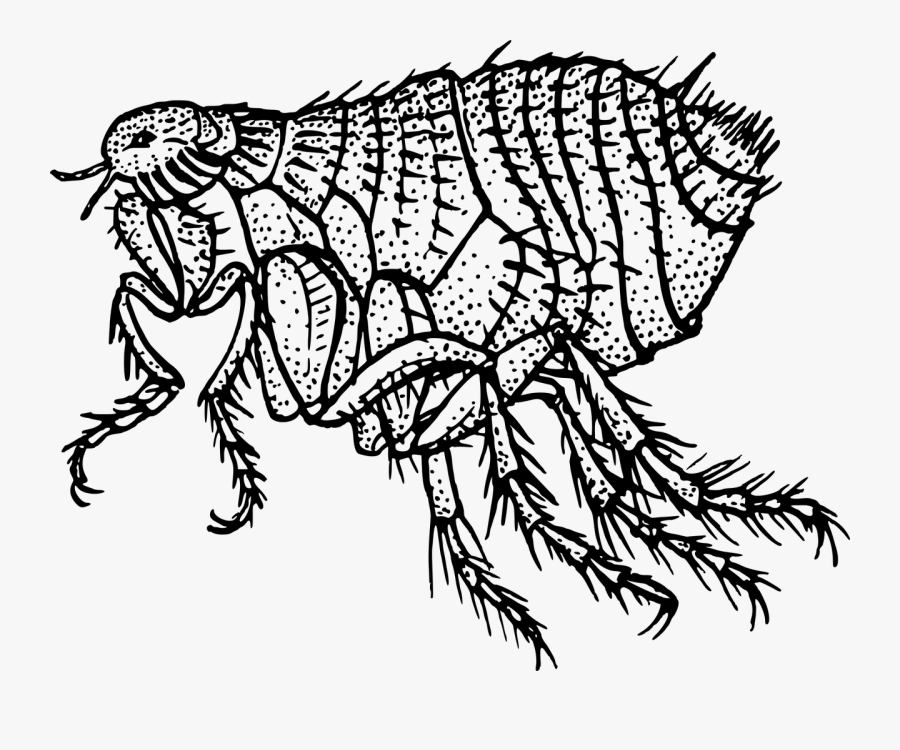 Flea Black And White, Transparent Clipart