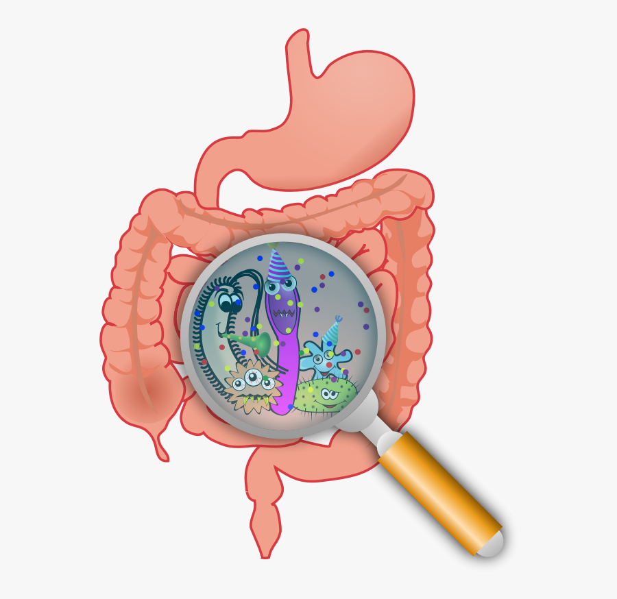 Party In The Intestines - Bacterial Overgrowth, Transparent Clipart
