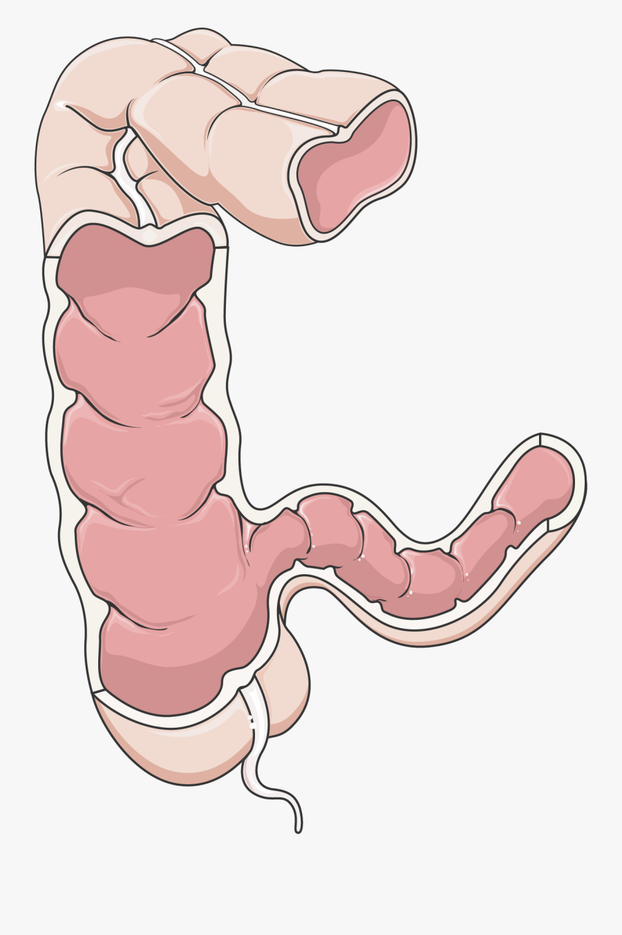 Stomach Clipart Stomach Intestine - Colon Transparent, Transparent Clipart