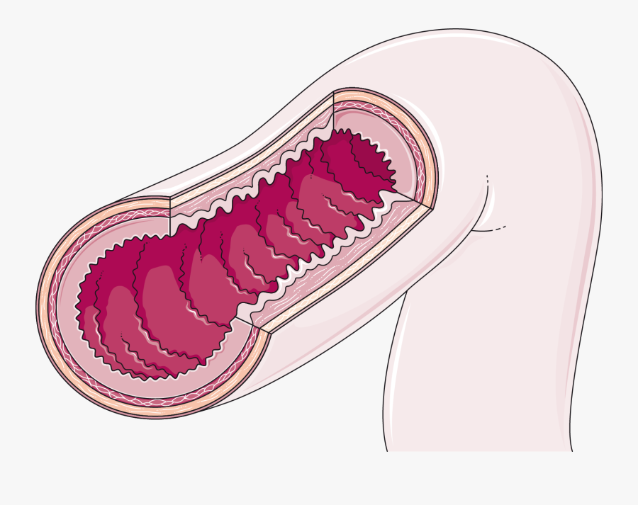 Coupe Intestin - Small Intestine Villi Clipart, Transparent Clipart