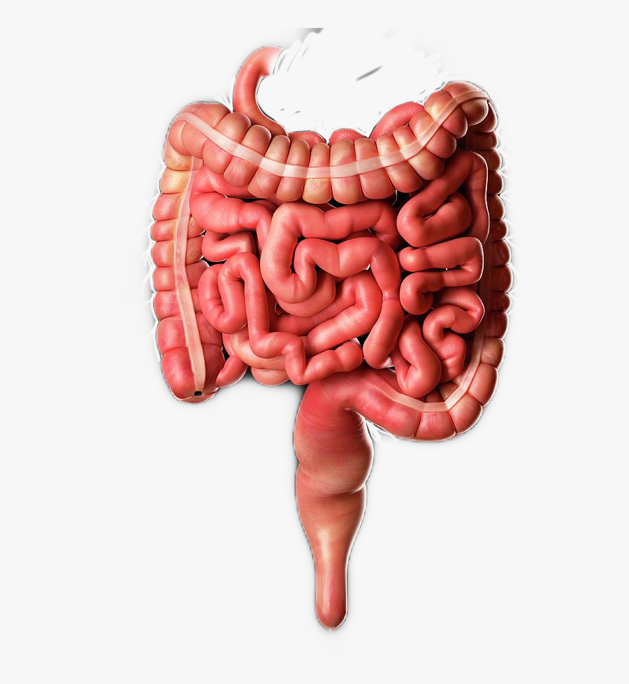 #intestine #stomach #belly #insides #inner #body #bodyparts - Real Life Human Intestines, Transparent Clipart