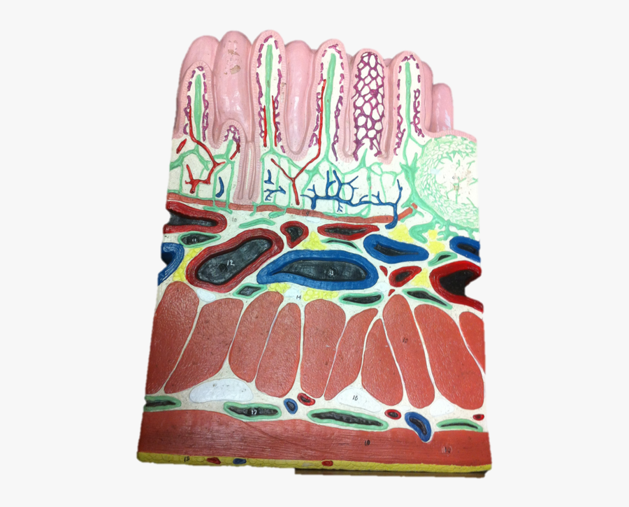 Small Intestine Model - Small Intestine Model Labeled, Transparent Clipart