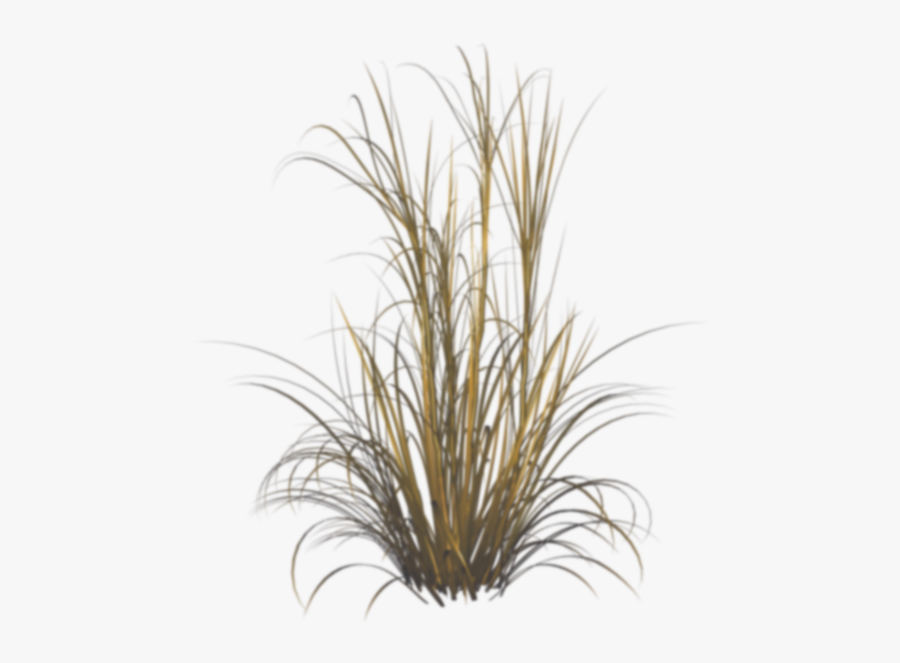 Grass Png Dry - Transparent Background Tall Grass Png, Transparent Clipart