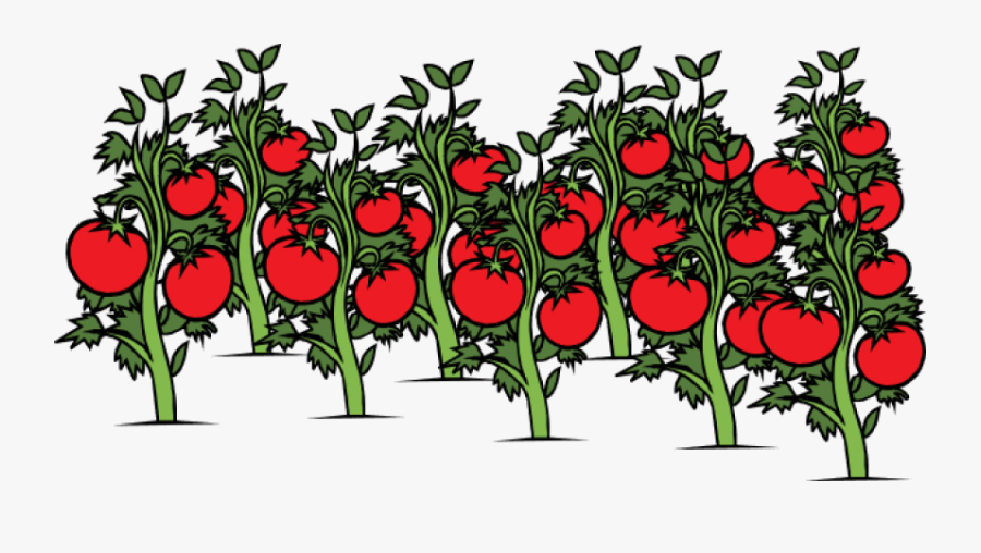 Tomato Plant Png - Tomatoes Plant Clipart, Transparent Clipart