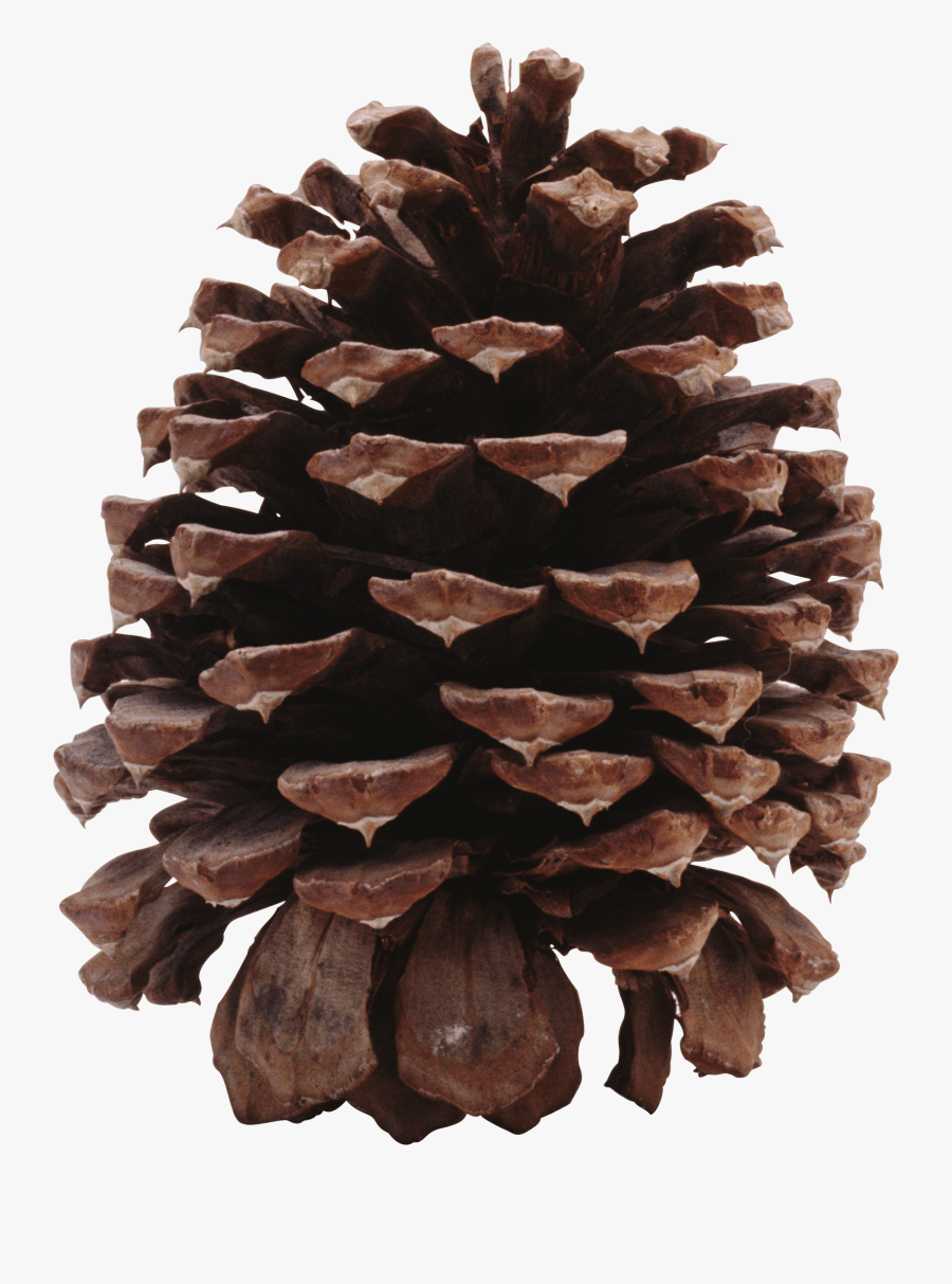 Transparent Pine Cones Clipart - Obvious Plant Museum Of Toys, Transparent Clipart