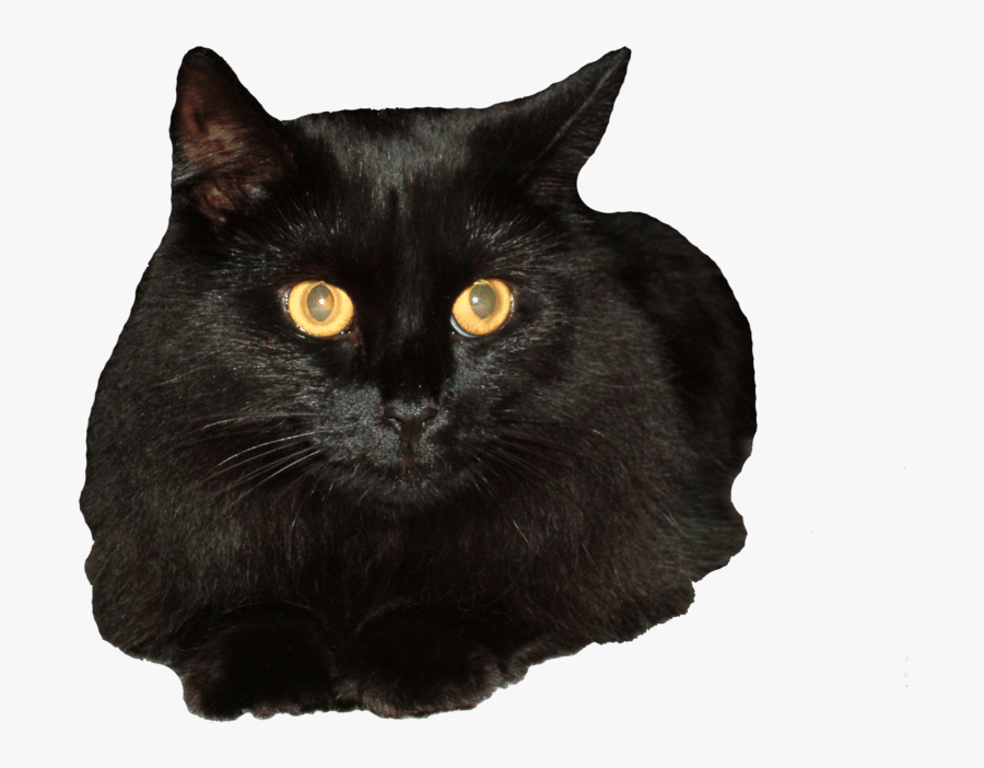 Black Cat Clipart Halloween Tumblr - Black Cat Png Background, Transparent Clipart