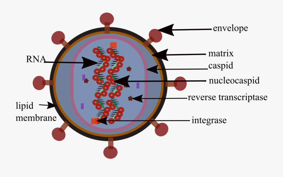 Circle, Transparent Clipart