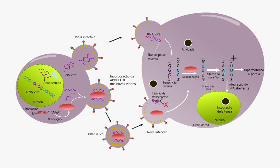 Cycle Clipart Life Cycle - Circle, Transparent Clipart