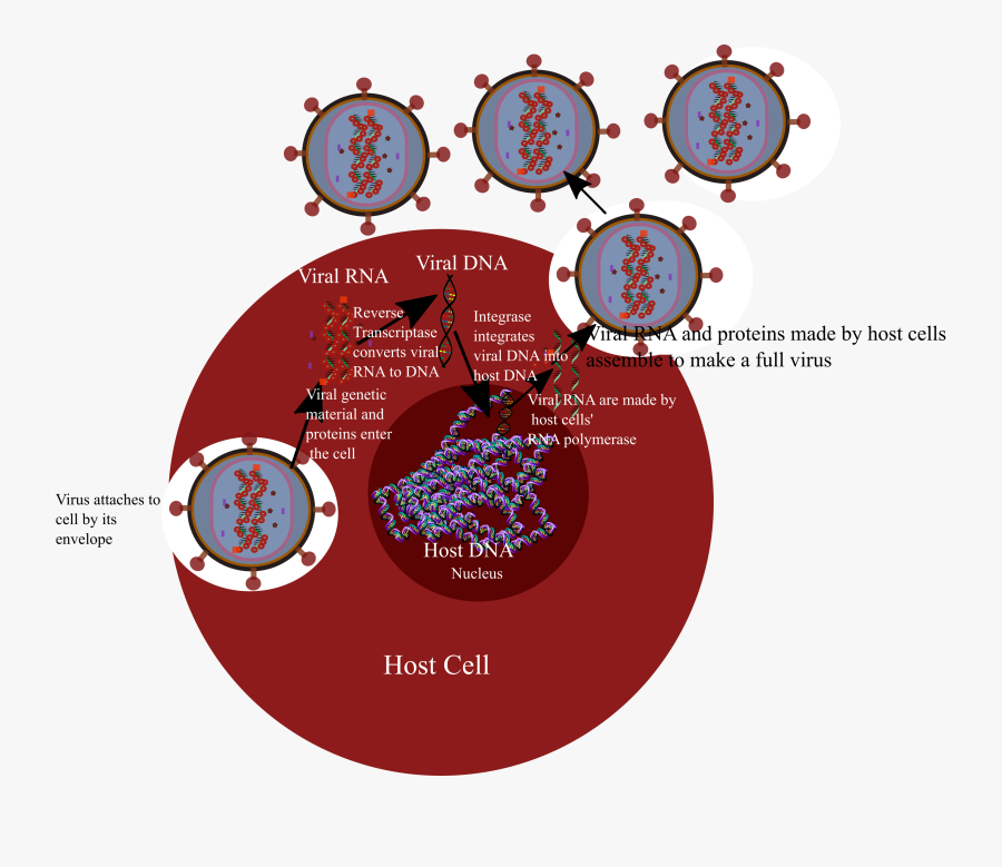 Hiv Infection-1 - Circle, Transparent Clipart