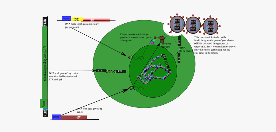 Hiv Infection Impotent - Map, Transparent Clipart