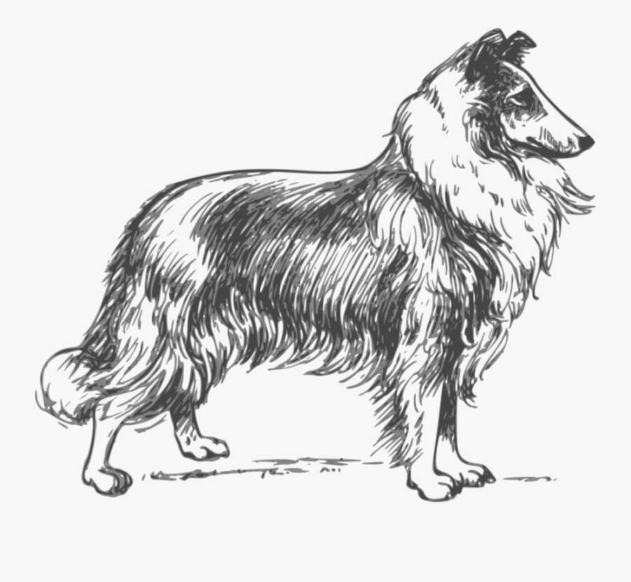 Line Art,tail,paw - Clipart Collie, Transparent Clipart