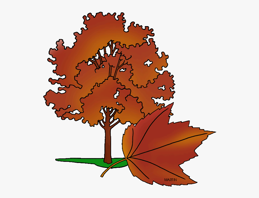 State Tree Of Rhode Island - Rhode Island State Tree Drawing, Transparent Clipart
