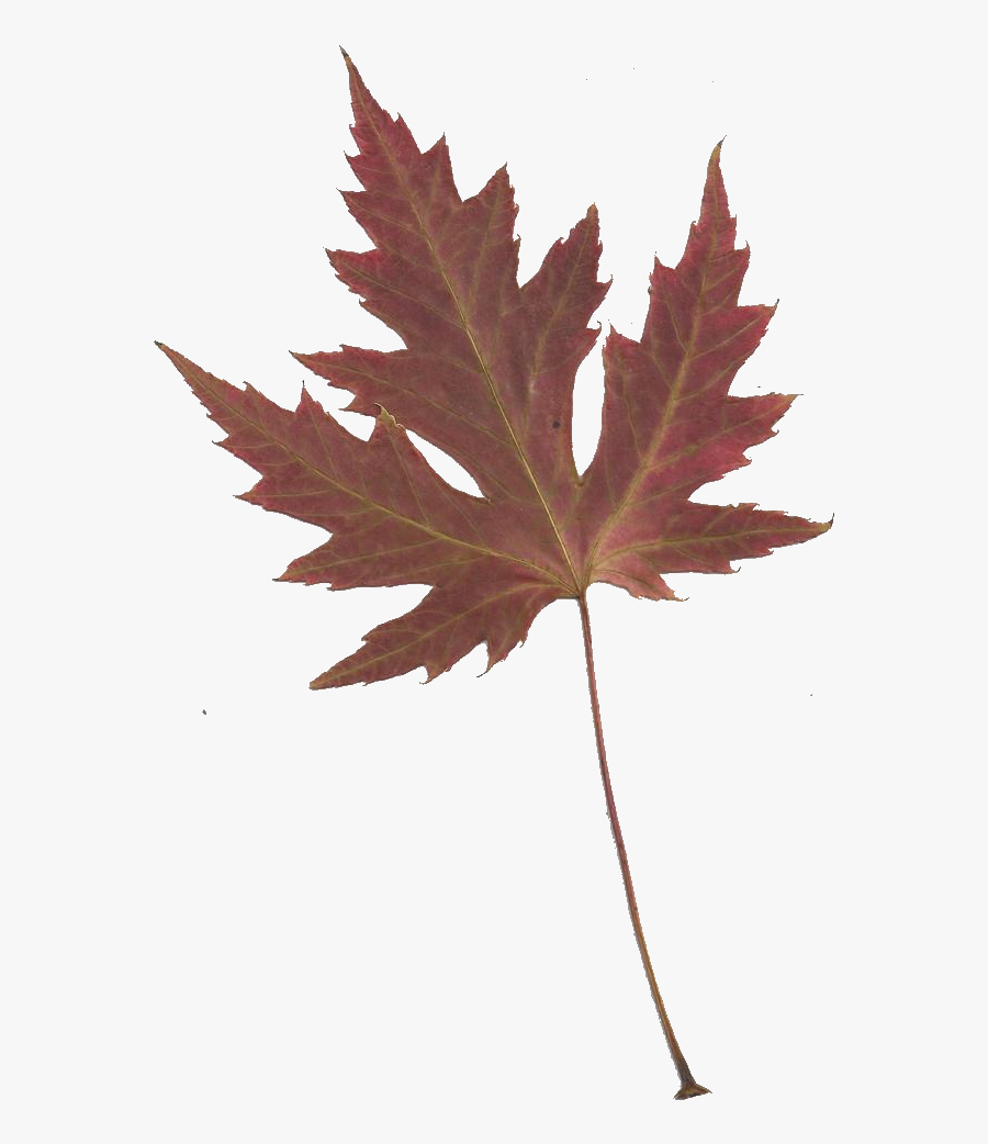 Japanese Transparent Maple Leaf - Japanese Maple Leaves Transparent, Transparent Clipart