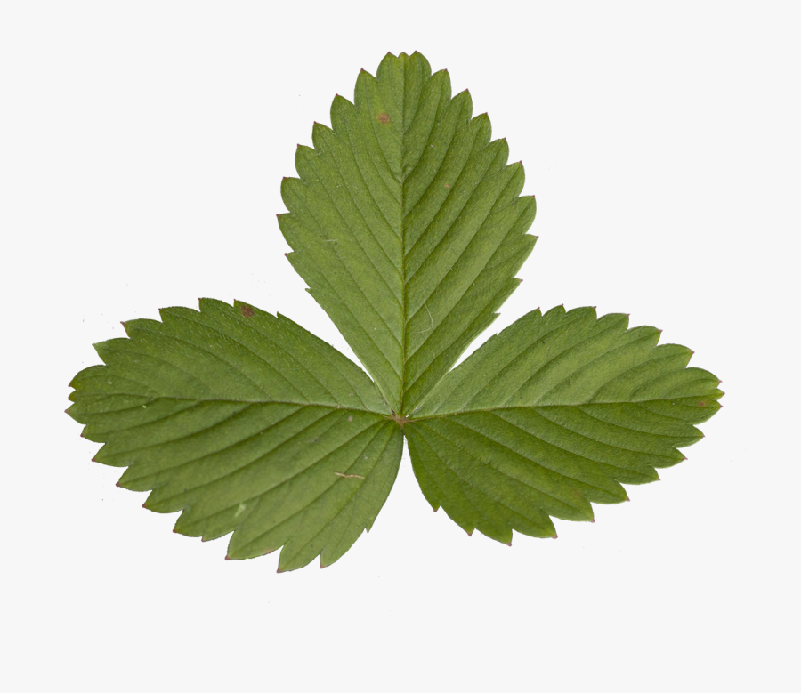 Maple Leaf Clipart Download - Strawberry Leaves Png, Transparent Clipart