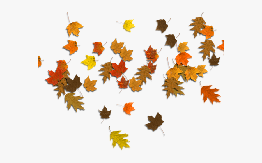 Maple Leaf Clipart 7 Leaves - Autumn Leaves Falling Png, Transparent Clipart