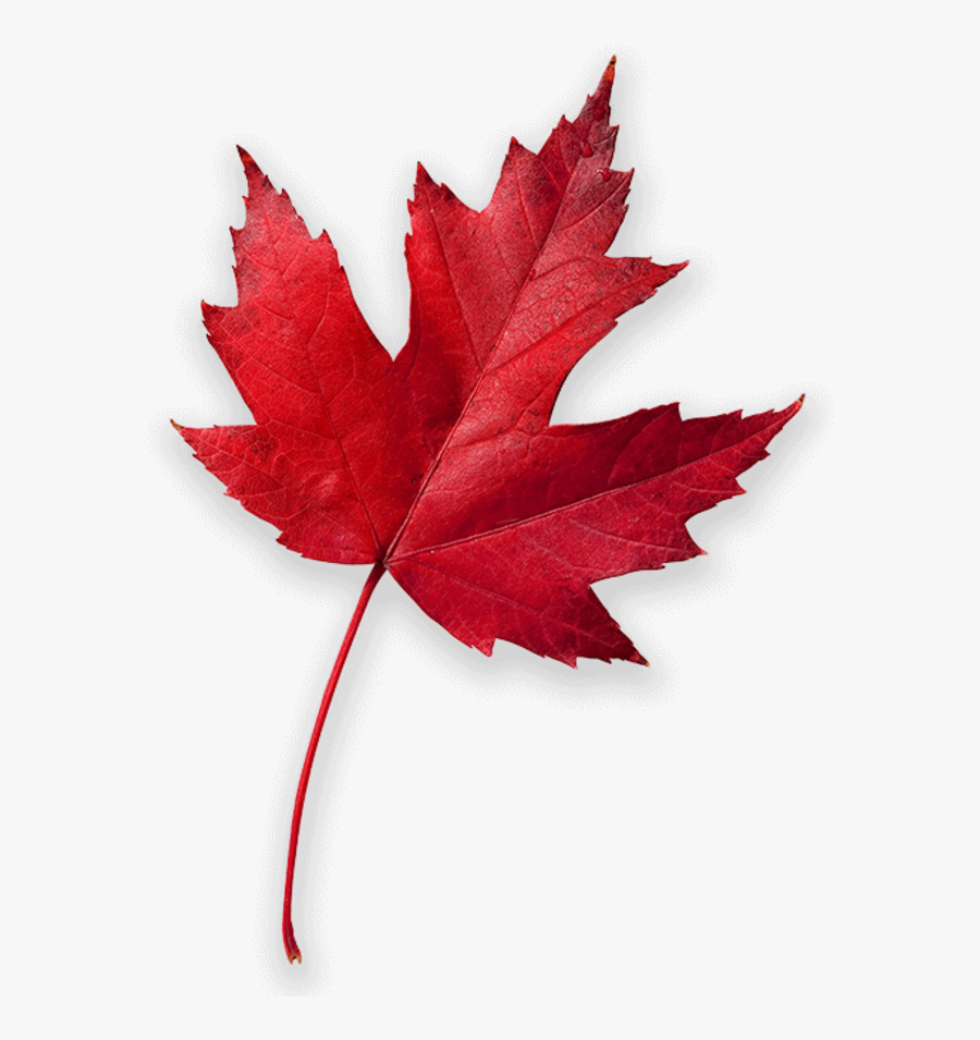 Fall Pinterest Asheville And - High Resolution Maple Leaf, Transparent Clipart