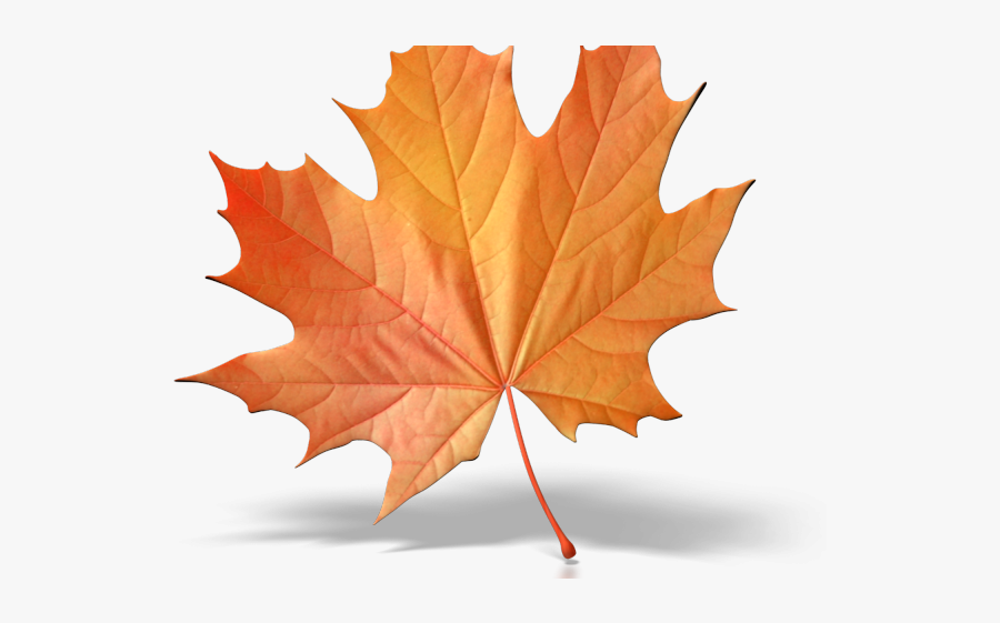 Single Orange Autumn Leaves, Transparent Clipart