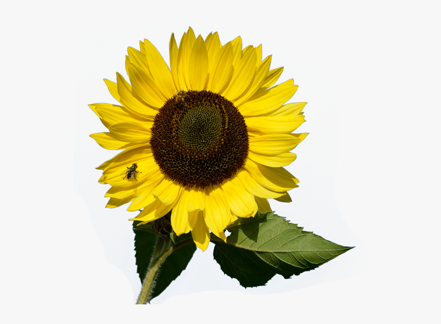 Sunflower, Transparent Clipart