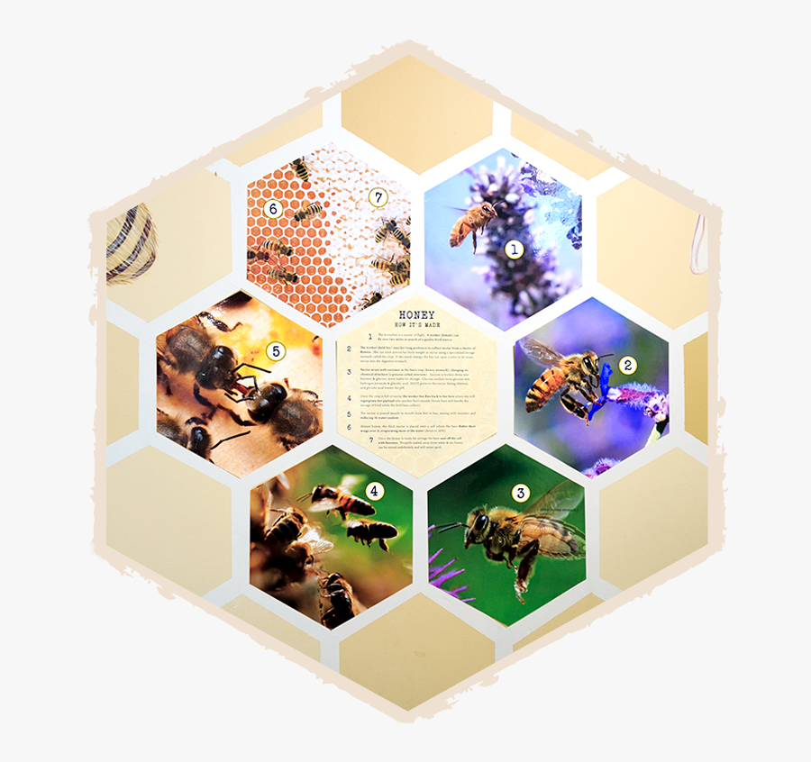 Insectropolis Education Border - Interior Design, Transparent Clipart