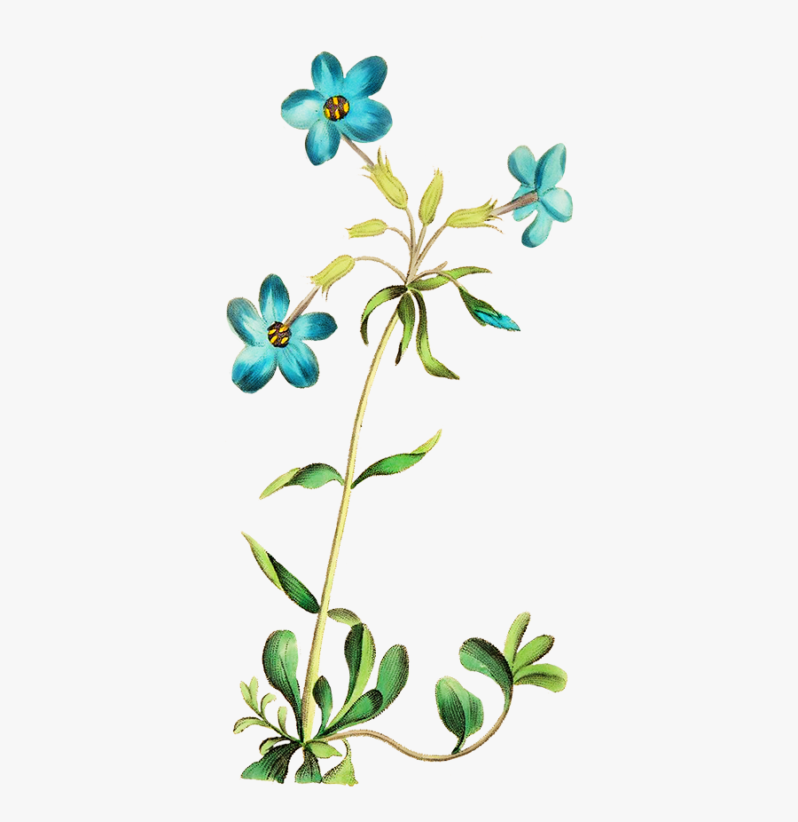 Beautiful Blue Flower - Wild Flower Clipart Transparent, Transparent Clipart