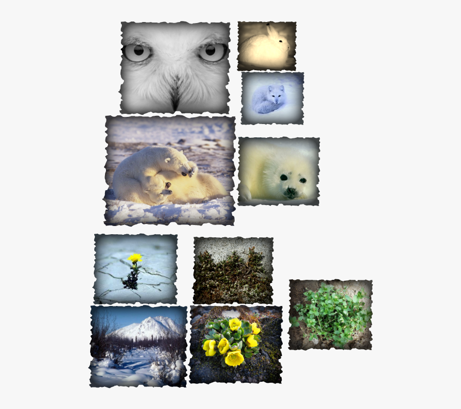 Transparent Tundra Clipart - Animals And Plants Live In The Tundra, Transparent Clipart