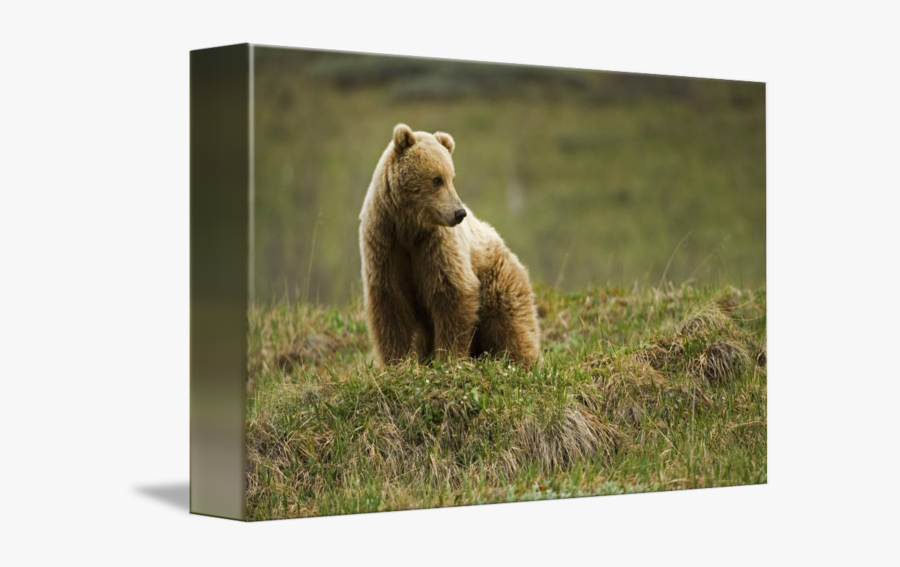 Clip Art Brown Bear Standing - Grizzly Bear, Transparent Clipart
