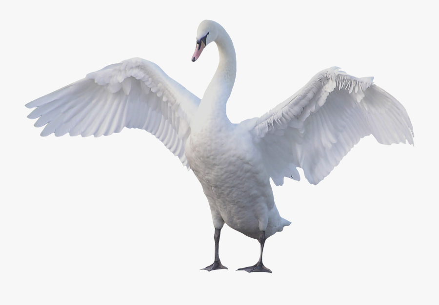 Swan Png, Transparent Clipart