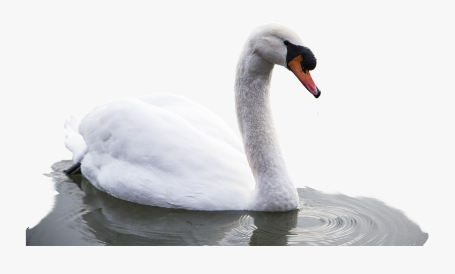 Transparent Swan Png - Swan In Water Png, Transparent Clipart
