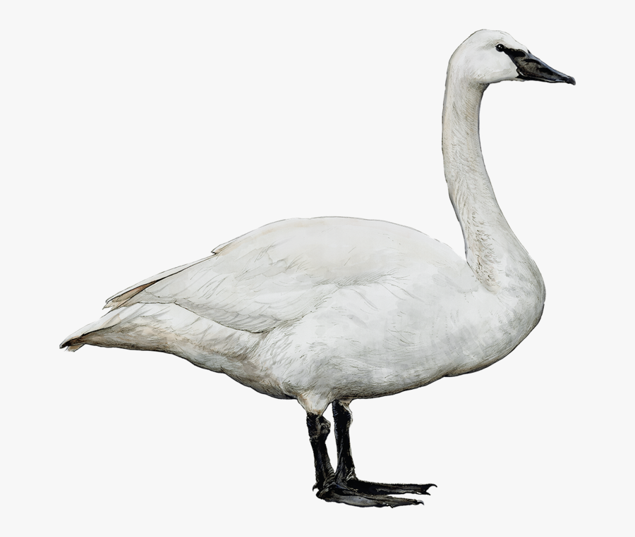 Trumpeterswansmaller - Tundra Swan, Transparent Clipart