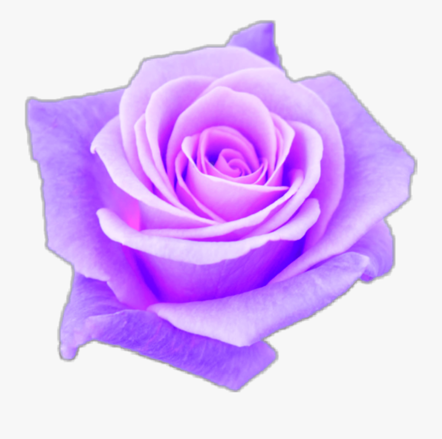 Aesthetic Purple Rose Www Topsimages Com - Aesthetic Purple Rose Png, Transparent Clipart