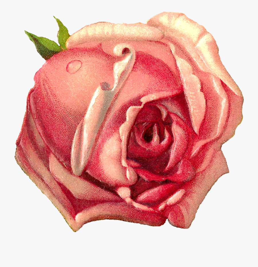 Pink Rose Scrapbook, Transparent Clipart