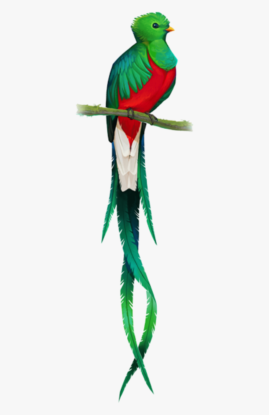 Quetzal Bird Transparent, Transparent Clipart