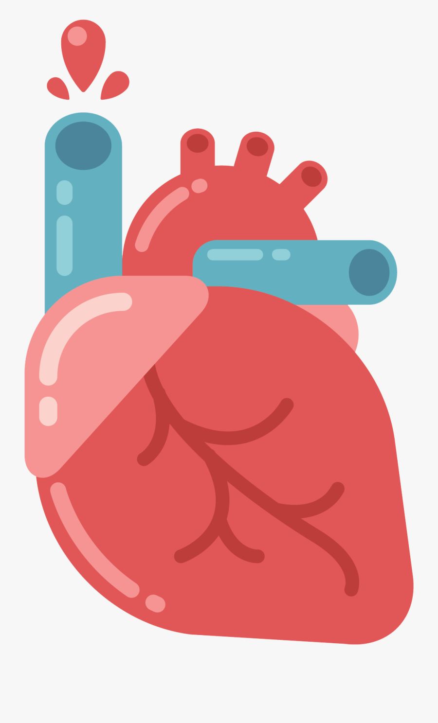 Anatomy And Physiology Clipart, Transparent Clipart
