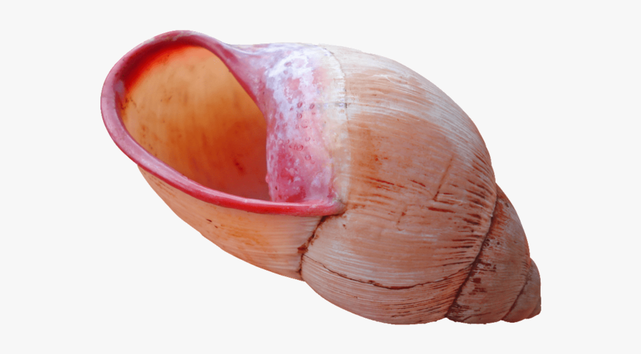 Seashell, Transparent Clipart