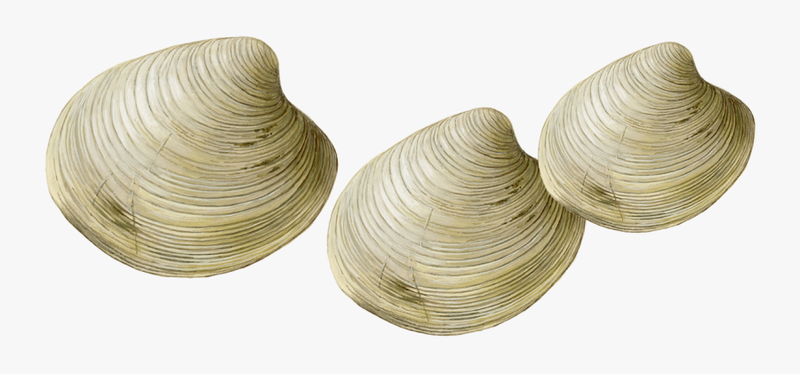Transparent Clams Png, Transparent Clipart