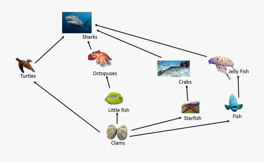 Food Chain In Great Barrier Reef - Food Chain Great Barrier Reef, Transparent Clipart
