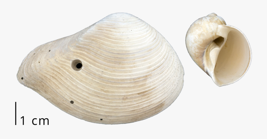Baltic Clam, Transparent Clipart