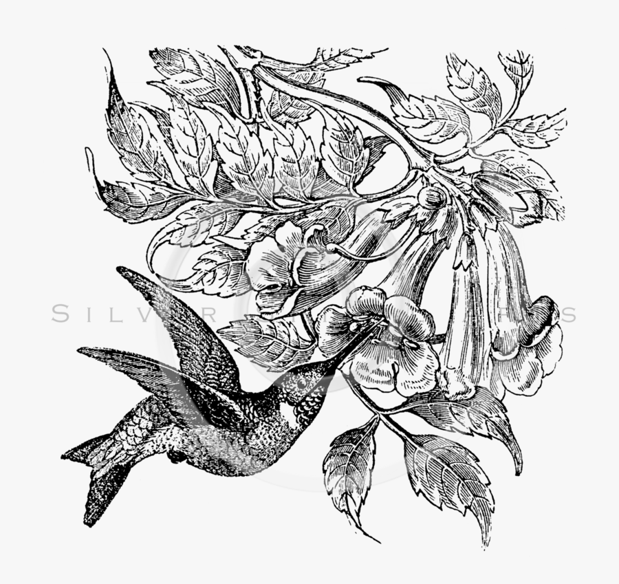 Songbird, Transparent Clipart