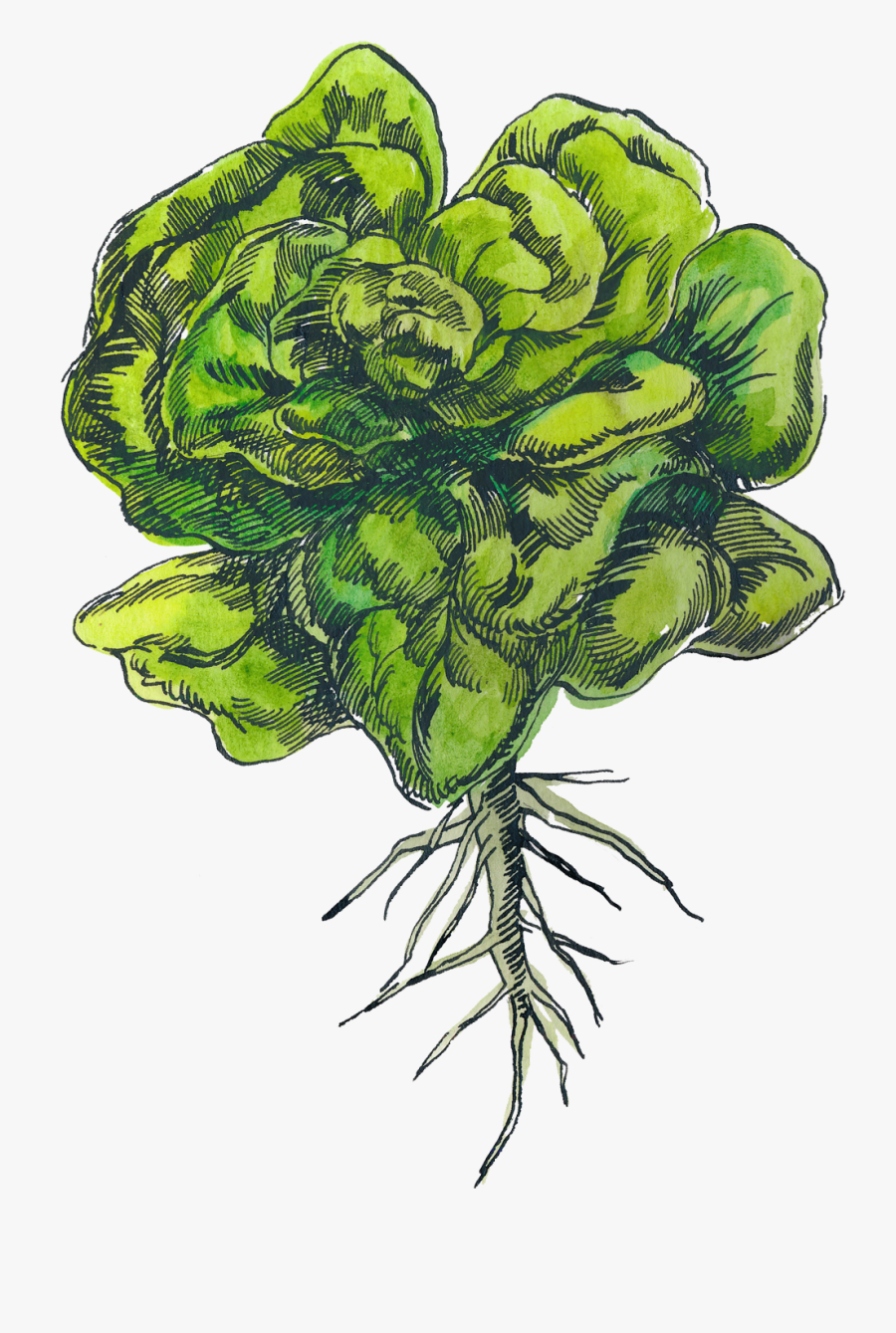 Montana Harvest Of The - Artificial Flower, Transparent Clipart