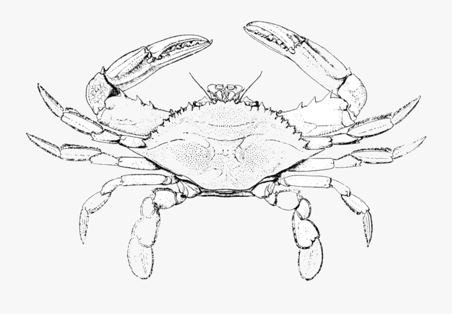 Drawn Pinart Hand Cartoon - Blue Crab Coloring Pages, Transparent Clipart