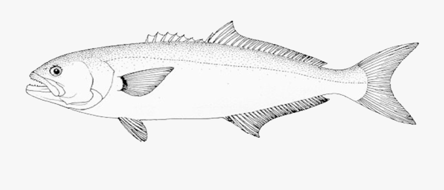 Trout, Transparent Clipart
